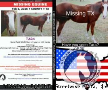 MISSING EQUINE Streetwise Tara, $500 REWARD  Near Athens/Commerce, TX, unknown